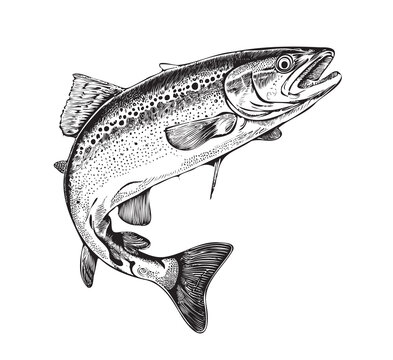 Trout fish in hand drawn strokes.Vector illustration.
