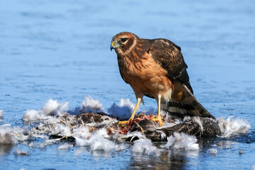 Northern Harrier