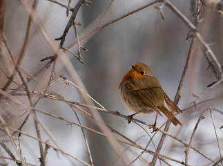 Robin