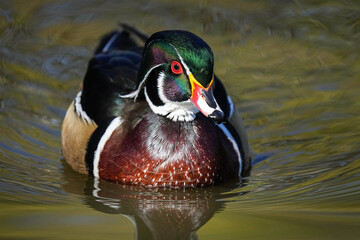 Wood Duck Portrait