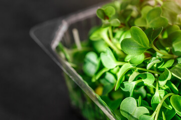Microgreen sprouts in plastic container. microgreens sprouts - healthy and fresh food.Sprouting Microgreens on the Hemp Biodegradable Mats.Germination of seeds at home. Vegan and healthy food concept.