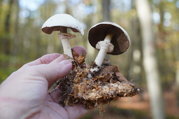 Agaricus silvaticus, otherwise known as the scaly wood mushroom, blushing wood mushroom, or...