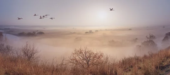 Gartenposter Autumn landscape - a flock of swans flies in the morning fog over the river valley, panorama, banner © rustamank