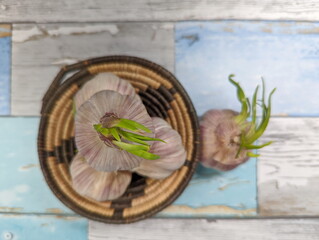 Bulbs of sprouted Garlic in a woven basket
