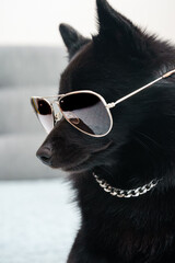 Schipperke dog in glasses. Thug life concept. - obrazy, fototapety, plakaty