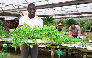 African-american worker holding box with cucumber sprouts in greenhouse