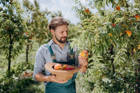 Man Picking Peaches Outdoors