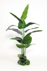 green plant on a white background in the studio