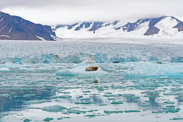 Bearded Seal in Its Arctic Home © wildnerdpix