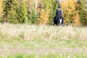 Icelandic horse in open field. Sunny autumn day. Female rider with black helmet.