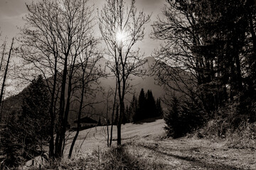 sunset in the woods black and white