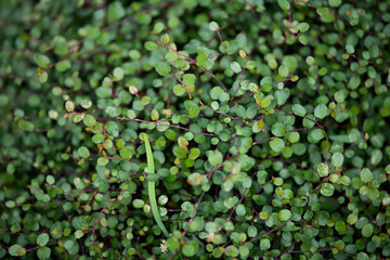 small leaves