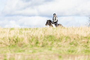Obraz premium Icelandic horse in open field. Sunny autumn day. Female rider with black helmet.
