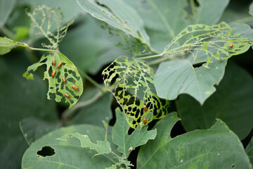 bugs on leaf