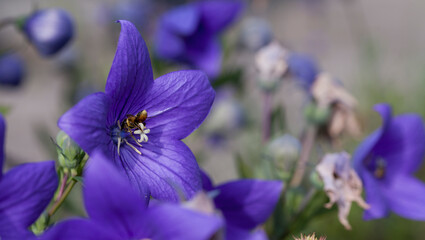 Platycodon grandiflorus - Chinese Balloon Flower - very decorative blue and violet bellflower. - obrazy, fototapety, plakaty