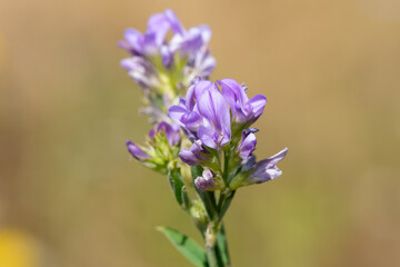 Close up of lucerne (medicago sativa) flowers in bloom