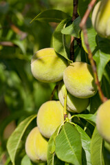 Green Peach Tree with much green fruit ready for early harvest. The unripe fruit is harvested for sour chutneys and pickles in Persian Asian and Middle Eastern cuisines.