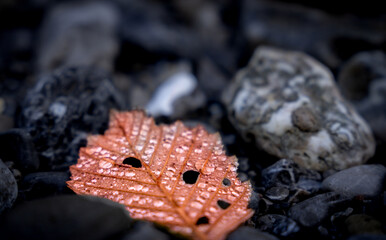 leaf in autumn with water drops 