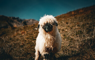 sheep on the hill alpine