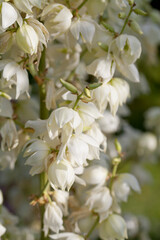 White Flowers of  Yucca filamentosaor needle palm.