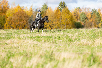Obraz na płótnie Canvas Icelandic horse in open field. Sunny autumn day. Female rider with black helmet.