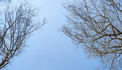 Bottom view of winter forest trees on the blue sky, Poland