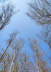 Bottom view of winter forest trees on the blue sky, Poland