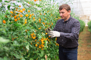 Experienced grower engaged in cultivation of organic vegetables, checking crop of yellow cherry tomatoes in greenhouse