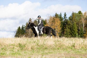 Icelandic horse in open field. Sunny autumn day. Female rider with black helmet.