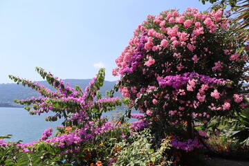 Bougainvillea and oleander bloom pink against a blue sky, lake and mountains 