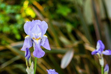 A Pale Lily flower, Iris Pallida Lam, in a garden