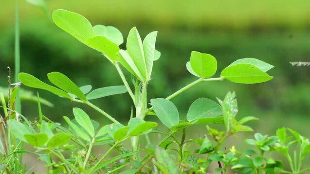 Arachis hypogaea L. (Also called Kacang tanah, peanut, groundnut, goober, pindar, monkey nut) plant in the nature