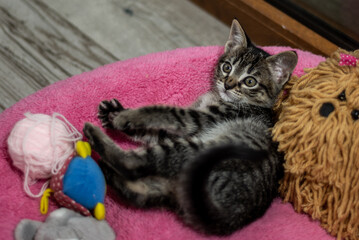 A kitty resting in her bed with  a ball of pink wool