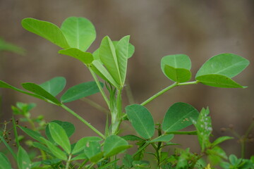 Arachis hypogaea L. (Also called Kacang tanah, peanut, groundnut, goober, pindar, monkey nut) plant in the nature