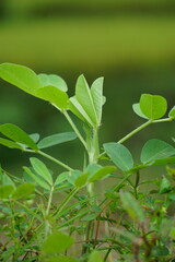 Arachis hypogaea L. (Also called Kacang tanah, peanut, groundnut, goober, pindar, monkey nut) plant in the nature