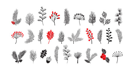 Christmas fir and tree vector icon, winter pine branch spruce and leaf, holly twig, evergreen plant, mistletoe, acorn isolated on white background. Xmas nature illustration © Sylfida