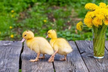 Two small ducklings with black spots on yellow fluffy heads stand on old wooden table next to bouquet of golden dandelions on green background. Ducklings on table next to bouquet of dandelions.