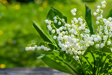Bouquet of lilies of valley of small white flowers on thin stems on sunny day against green background. Bouquet of lilies of valley on green background on sunny day.