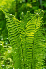 Long beautiful green fern on sunny day against background of other plants. Fern on sunny day on green background.