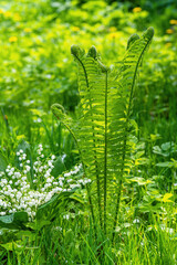 Small white lilies of valley and large and long green fern nearby on sunny day against background of other grass. Fern and lilies of valley on green background.