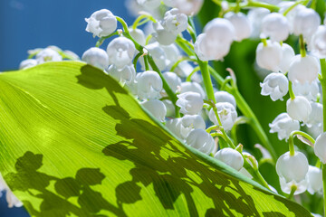 Bouquet of lily of valley flowers on thin stems with huge leaves illuminated by sunlight against blue sky. Lilies of valley close-up against sky.