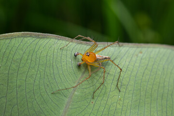 Fototapeta premium Oxyopes salticus is a species of spider in the family Oxyopidae. This species is also part of the genus Oxyopes and the order Araneae