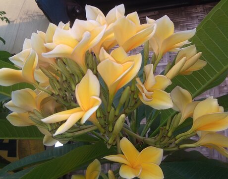 Frangipani flower bloom in the garden 