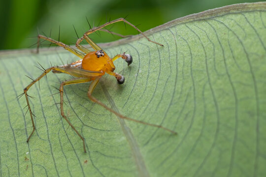 Oxyopes salticus is a species of spider in the family Oxyopidae.  This species is also part of the genus Oxyopes and the order Araneae