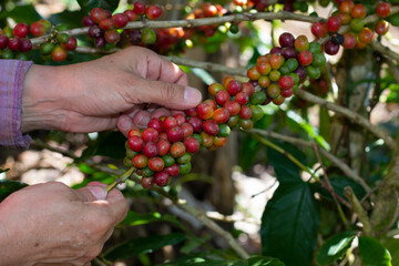 basket of ripe coffee, cultivated in the department of Nueva Segovia, Municipality of Quilili in...