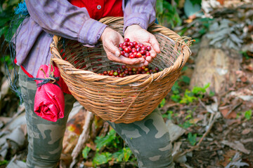 basket of ripe coffee, cultivated in the department of Nueva Segovia, Municipality of Quilili in...