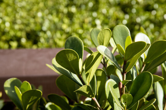Shrub "Clusia Fluminensis". Native to Brazil, from the coast of S&atilde;o Paulo and Rio de Janeiro, the Clusia can have size of a bush or a tree. Full sun plant. Gardening, garden. Beautiful green leaves