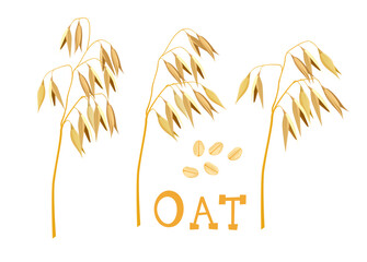 Oat plant vector illustration. oatmeal flake and oat ear