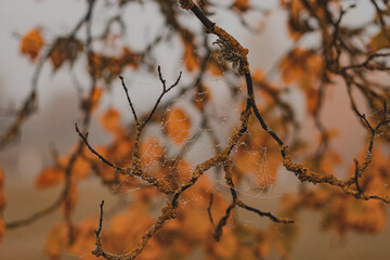 Fototapeta na wymiar tree in autumn