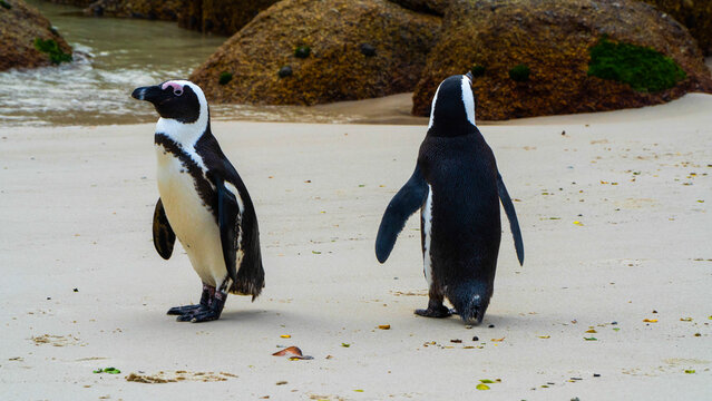 Penguim at Beach